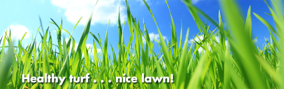 Healthy turf...nice lawn!